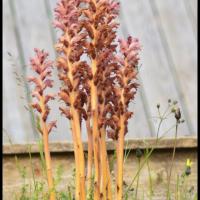 329 orobanche du genet orobanche rapum genistae orobanchacée