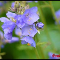 330 polemoine bleue polemonium caeruleum polemoniacée