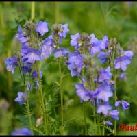 330 polemoine bleue polemonium caeruleum polemoniacée