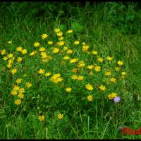 332 buphthalmum a feuilles de saule buphthalmum salicifolium asteraceae