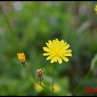 334 crepide capillaire crepis capillaris asteracée