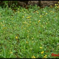 334 crepide capillaire crepis capillaris asteracée