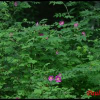 335 rosier des alpes rosa pendulina rosacée