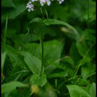 336 valeriane des montagnes valeriana montana valerianacée