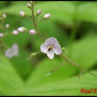 337 veronique a feuilles d ortie veronica urticifolia scrophulariacée