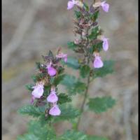 338 chenette teucrium chamaedrys lamiacee