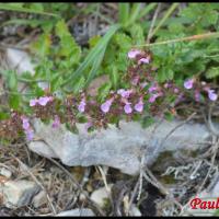 338 chenette teucrium chamaedrys lamiacee