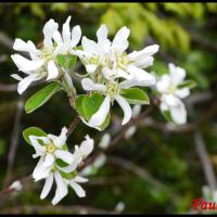 340 amelanchier a feuilles ovales amelanchier ovalis rosaceae