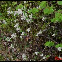 340 amelanchier a feuilles ovales amelanchier ovalis rosaceae