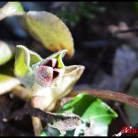 341 asaret d europe asarum europaeum aristolochiaceae