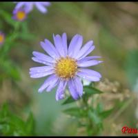 342 aster de la nouvelle belgique aster novi belgii asteraceae