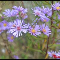 342 aster de la nouvelle belgique aster novi belgii asteraceae