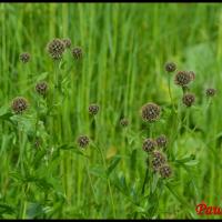 344 centauree des alpes centaurea alpestris asteraceae