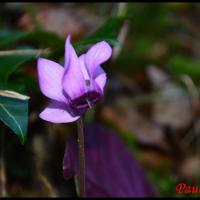 345 cyclamen pourpre cyclamen purpurascens primulaceae