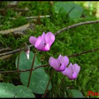 345 cyclamen pourpre cyclamen purpurascens primulaceae