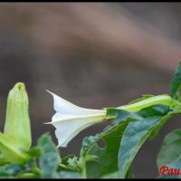 348 pomme epineuse datura stramonium solanaceae