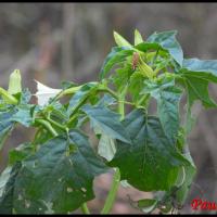 348 pomme epineuse datura stramonium solanaceae