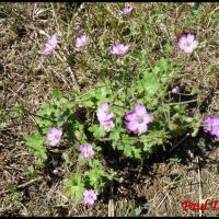 35 geranium a feuilles molles geranium molle geraniacee