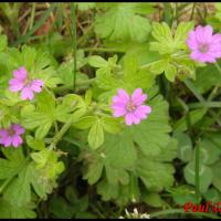 35 geranium a feuilles molles geranium molle geraniacee