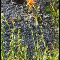 351 hemerocalle fauve hemerocallis fulva hemerocallidaceae