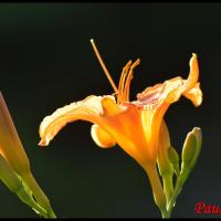 351 hemerocalle fauve hemerocallis fulva hemerocallidaceae