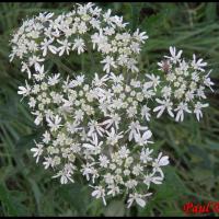 352 berce des pres heracleum sphondylium apiaceae