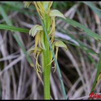 353 aceras homme pendu orchis anthropophora orchidaceae