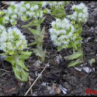 355 petasite blanche petasite albus asteraceae