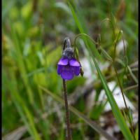 356 grassette commune pinguicula vulgaris lentibulariaceae