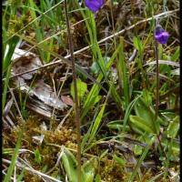 356 grassette commune pinguicula vulgaris lentibulariaceae