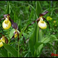 358 sabot de venus cypripedium calceolus orchidaceae