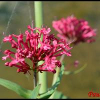 360 valeriane rouge centranthus ruber valerianacee