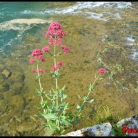 360 valeriane rouge centranthus ruber valerianacee