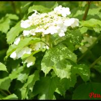 361 boule de neige viburnum opulus caprifoliaceae