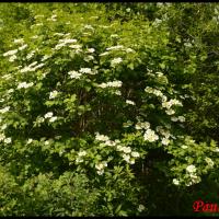 361 boule de neige viburnum opulus caprifoliaceae