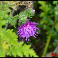 362 chardon crepu carduus crispus asteraceae