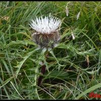 363 carline elevee carlina acaulis asteraceae