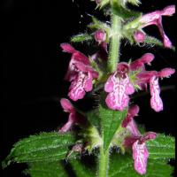 37 epiaire des forets stachys sylvatica lamiacee