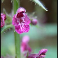 37 epiaire des forets stachys sylvatica lamiacee