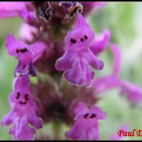 38 epiaire officinale stachys officinalis lamiacee