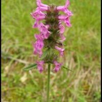 38 epiaire officinale stachys officinalis lamiacee