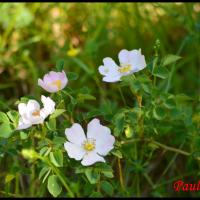 39 eglantine rosier des chiens rosa canina rosacee