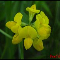 4 lotier cornicule lotus corniculatus fabacee