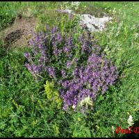 41 sariette des alpes acinos alpinus lamiacee