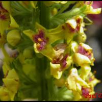 42 molene noire verbascum nigrum scrophulariacee