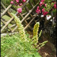 42 molene noire verbascum nigrum scrophulariacee