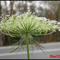 47 carotte sauvage daucus carota apiacee