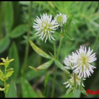 48 trefle des montagnes trifolium montanum fabacée