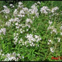 49 saponaire officinale saponaria officinalis caryophyllacee