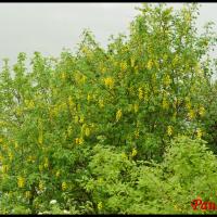 5 cytise laburnum anagiroïdes fabacee